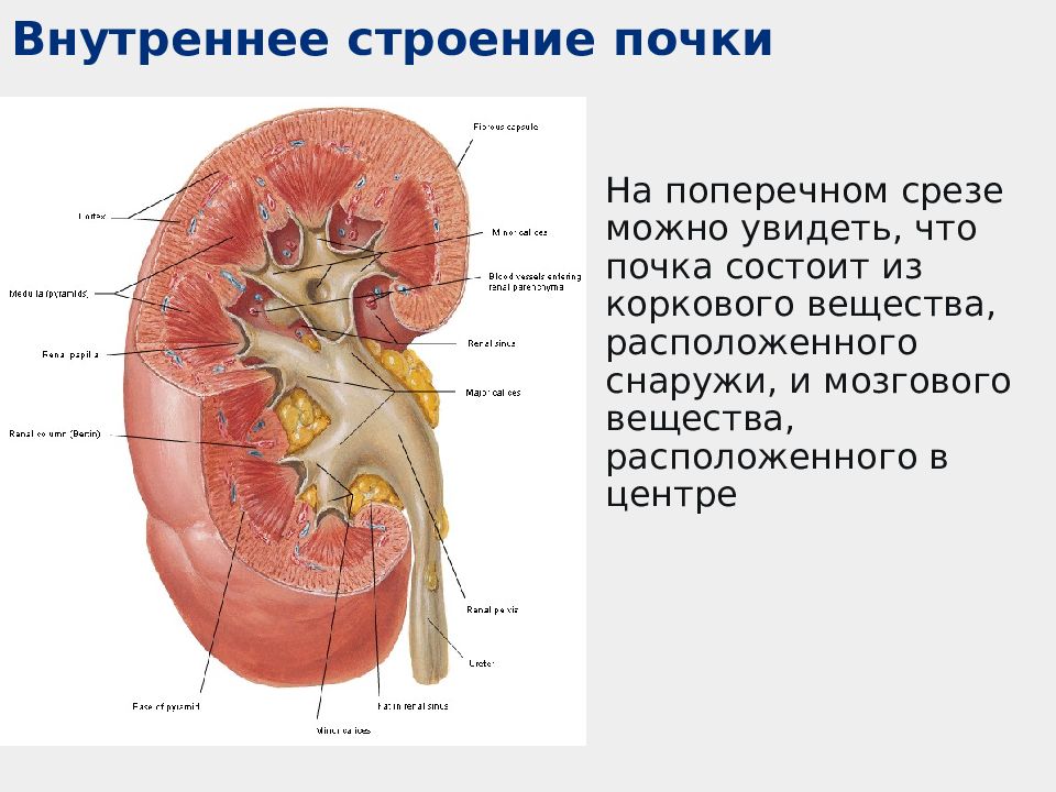 Структуру мозгового вещества почек. Поперечный срез почки строение. Строение почки на срезе. Внутреннее строение почки анатомия. Корковое вещество почки анатомия.