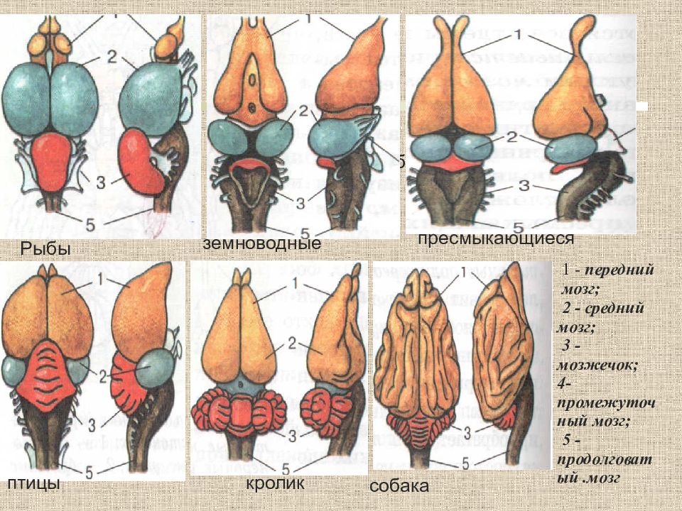 На каком рисунке изображен головной мозг птиц