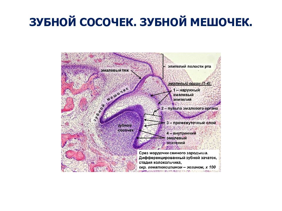 Развитие зуба схема гистология