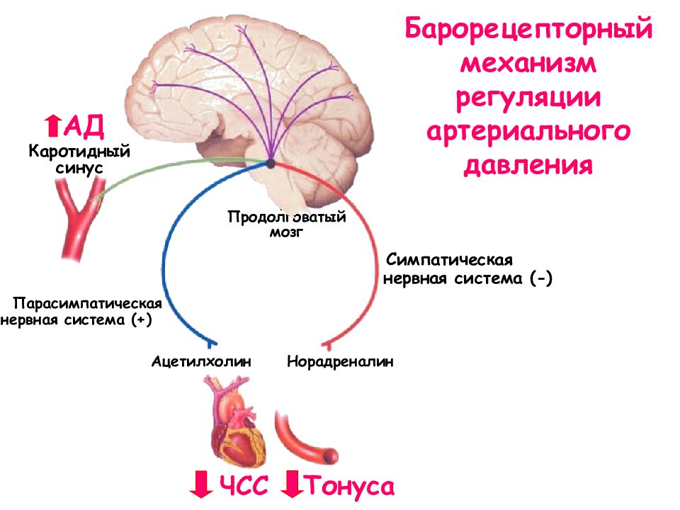 Система ада. Механизмы регуляции артериального давления. Барорецепторный механизм регуляции ад. Презентация антигипертензивные средства. Парасимпатическая регуляция артериального давления \.