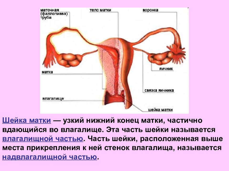 Строение шейки матки в картинках