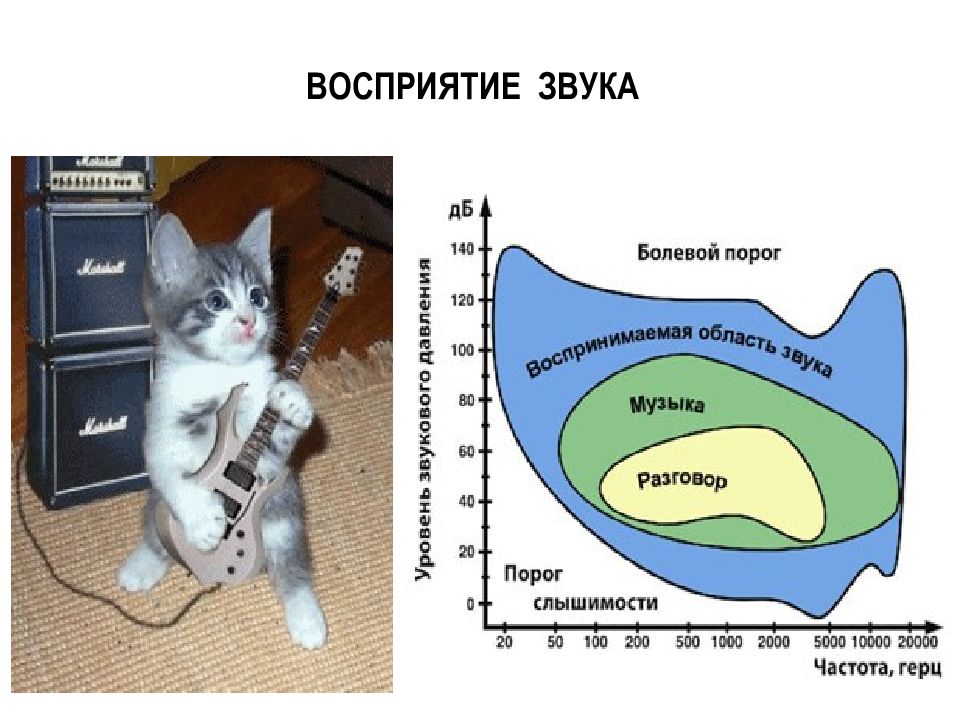 На рисунке приведены частоты воспринимаемые органами слуха некоторых животных