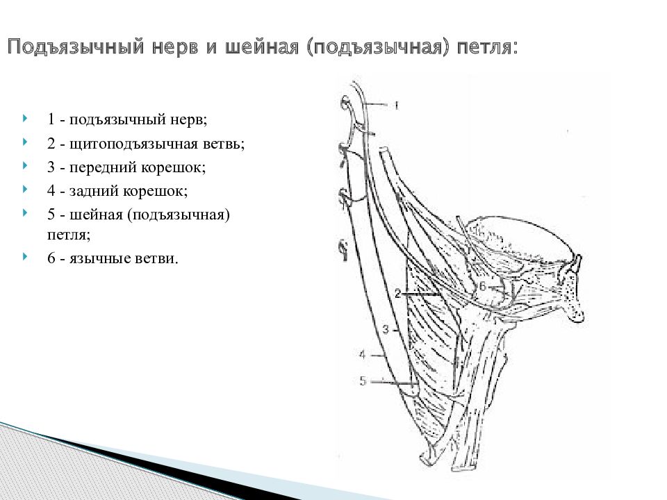 Подъязычный нерв. Подъязычный нерв анатомия схема. Ветви подъязычного нерва анатомия. Ход подъязычного нерва схема. Подъязычный нерв схема строения.