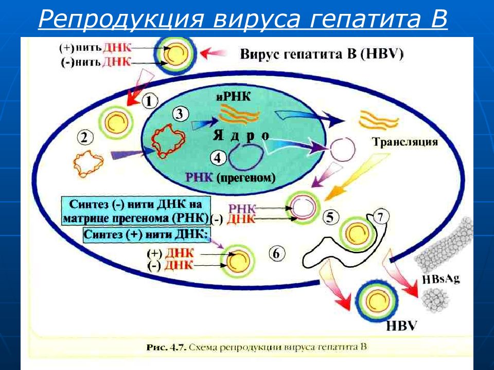 Схема гепатит а