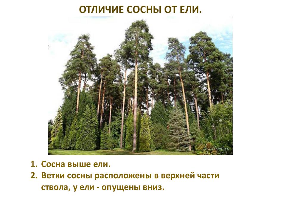 Ель и сосна фото чем отличаются