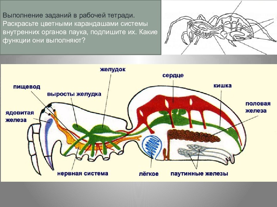 Схема строения паука