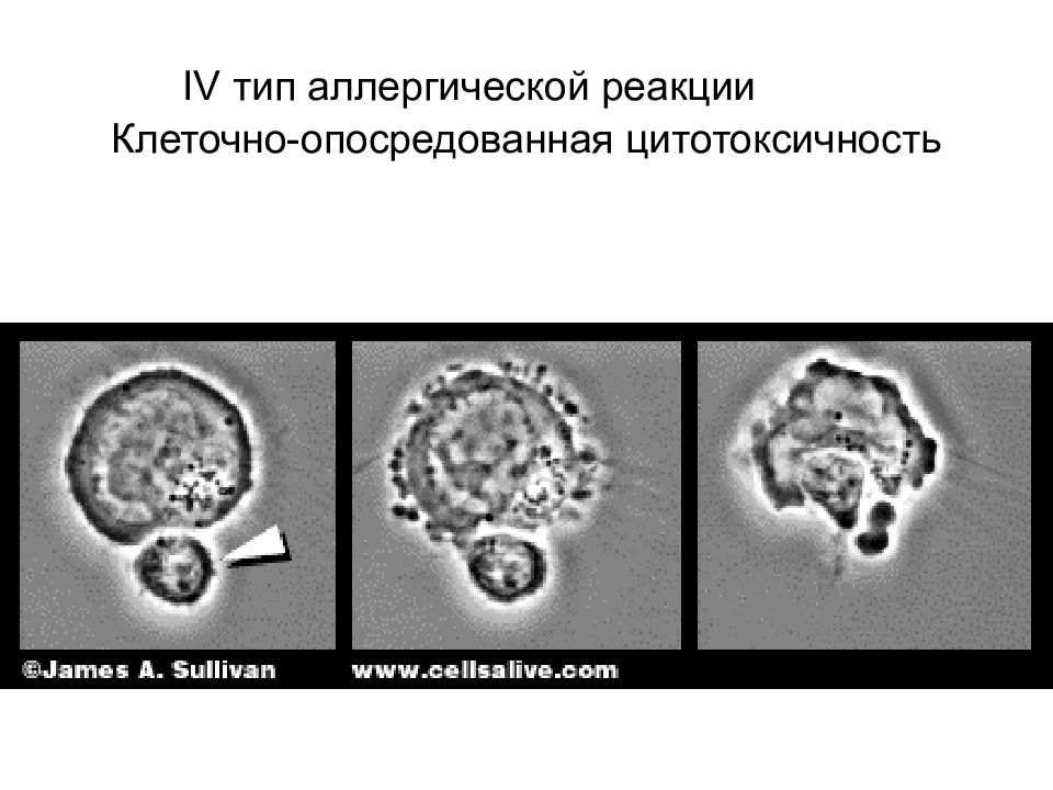 Клеточный тип аллергических реакций. Основные типы клеточно-опосредованной цитотоксичности.. т клеточно опосредованная цитотоксичность. антителонезависимая клеточная цитотоксичность. клеточно опосредованный тип реакции.