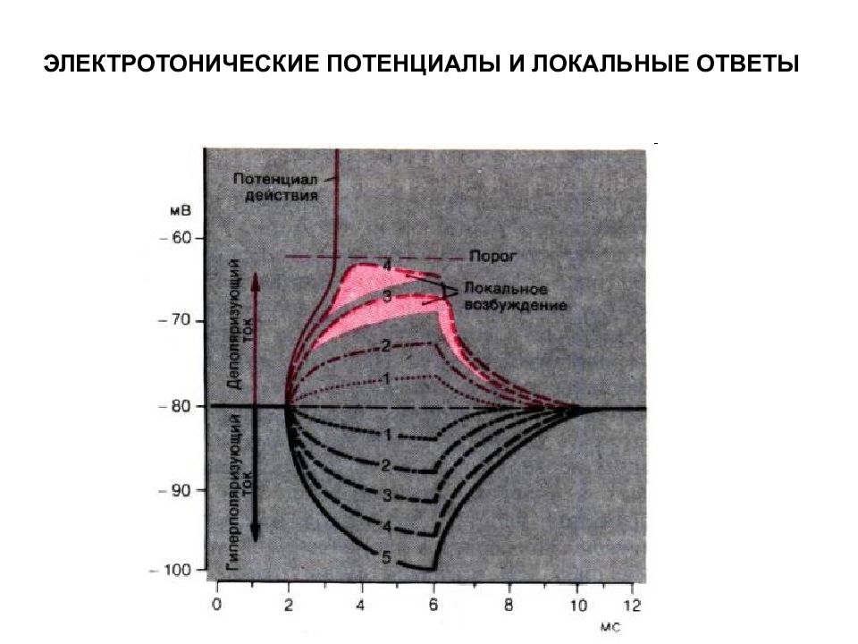 Локальный ответ. Электротоническое изменение мембранного потенциала. Электротонический потенциал. Электротонический потенциал и локальный ответ. Электротоническая деполяризация это.