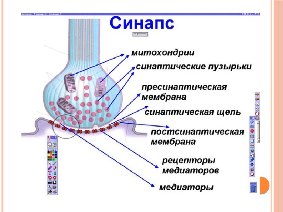 Строение синапса