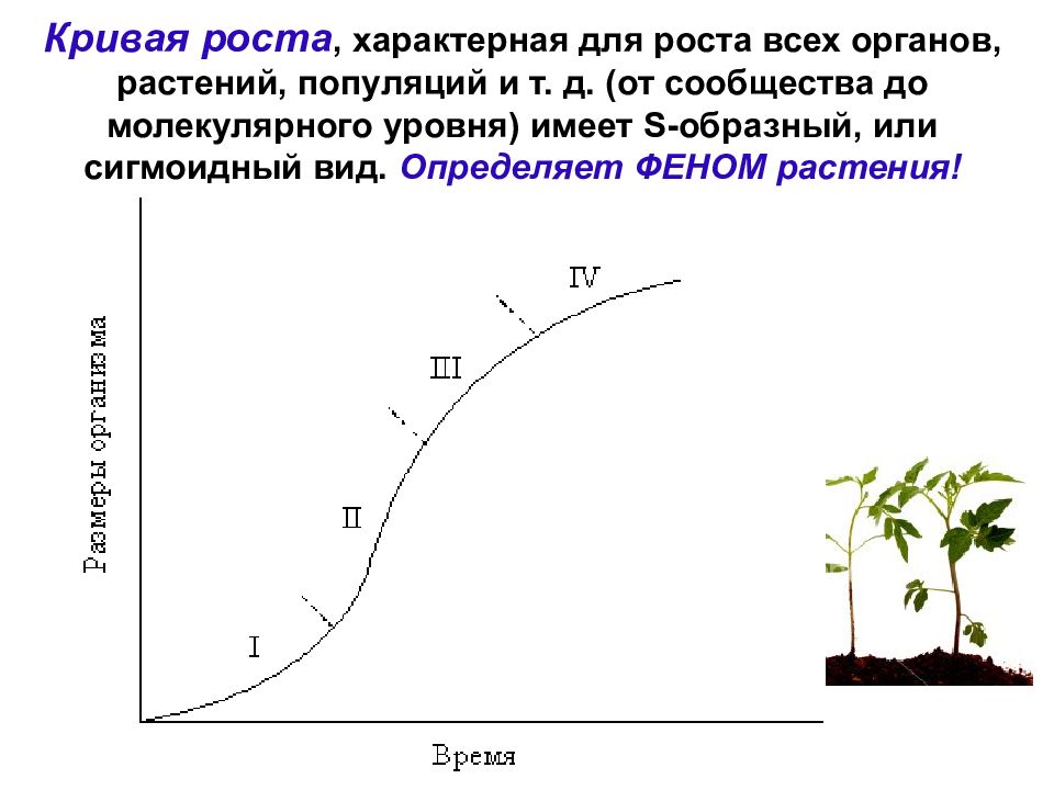 Рост характерен. Кривая роста. Кривая роста растений. Сигмоидная кривая роста. Сообщение рост.