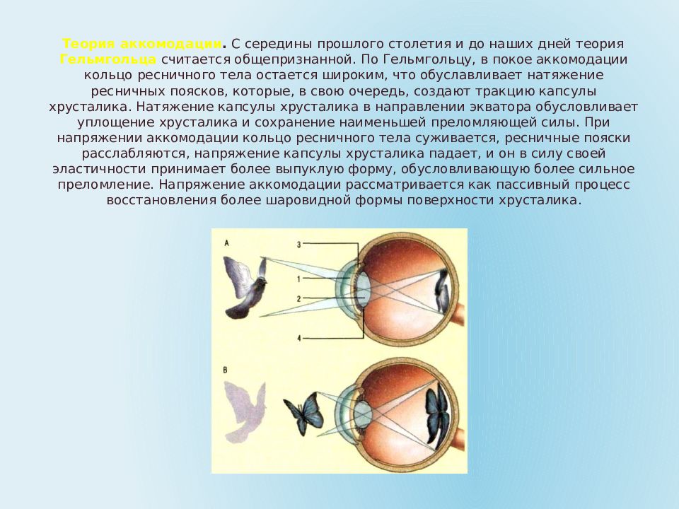 Спазм аккомодации код. Аккомодационная система глаза. Аккомодация хрусталика глаза. Аккомодация глазного яблока.