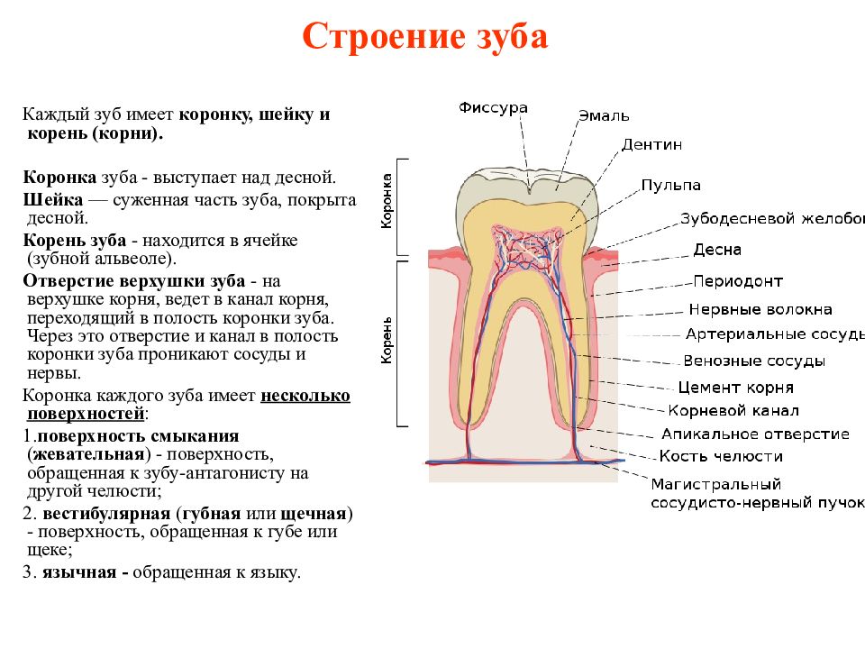 Щелевой небно зубной звук