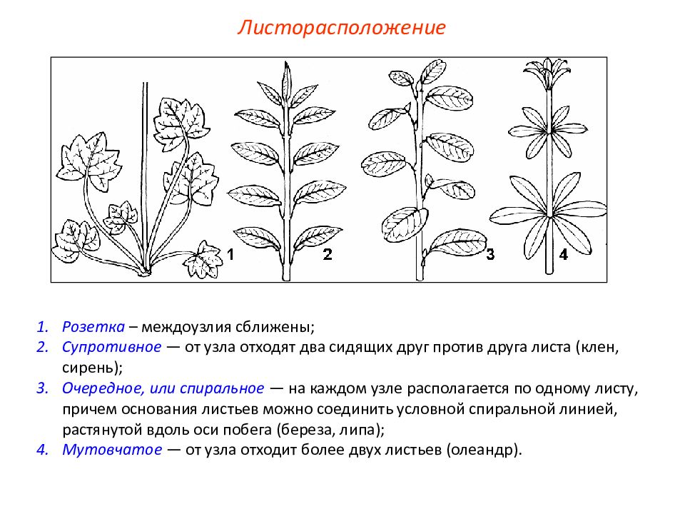 Если у растения сформировались побеги изображенные на рисунке то для этого растения характерны