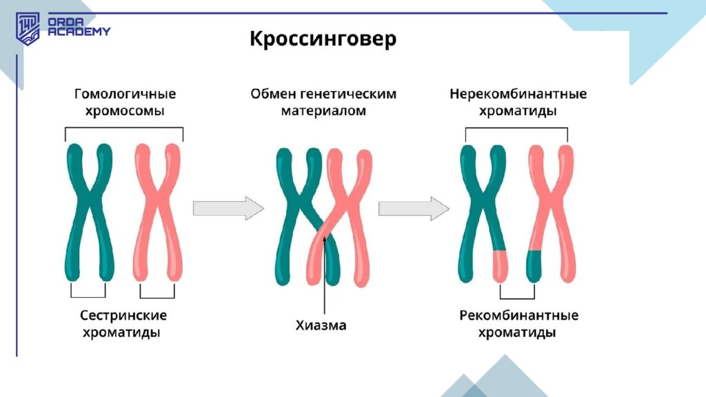 Жасушалық цикл