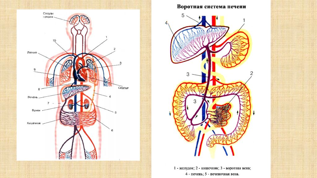 Воротная вена печени анатомия схема