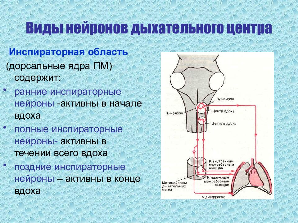 Типа где находится. Инспираторные и экспираторные Нейроны дыхательного центра. Инспираторные Нейроны бульбарного отдела дыхательного центра. Классификация нейронов дыхательного центра. Ранние инспираторные Нейроны.