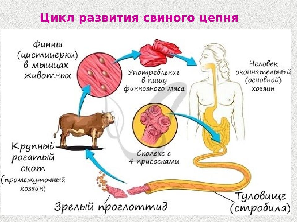 Жизненный цикл цестод обобщенная схема