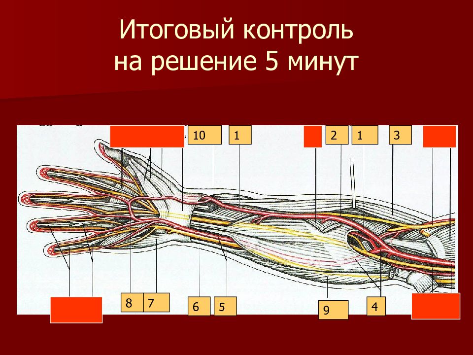 Топографическая анатомия верхней конечности презентация