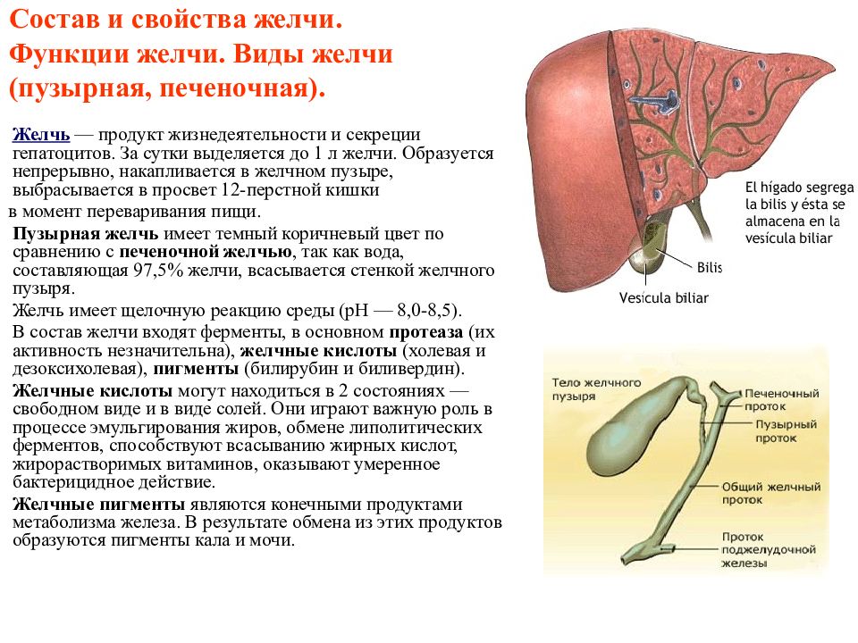 Желчный пузырь презентация