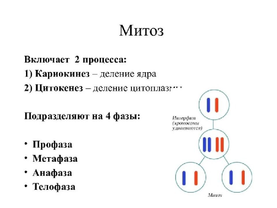 Кариокинез. Митоз клетки биология 10 класс. Митоз схема кратко. Митоз это в биологии кратко. Митоз кратко.