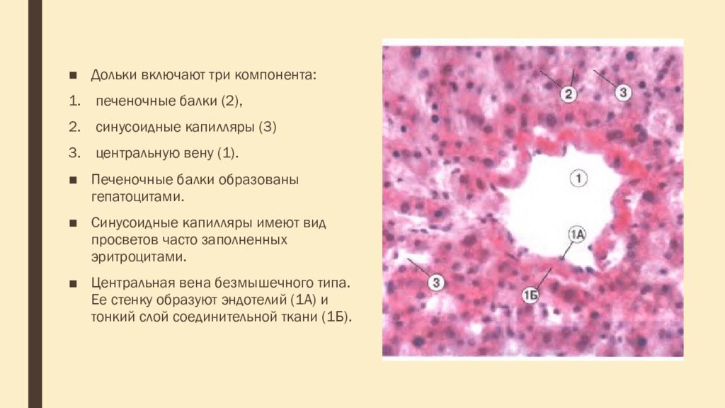 Печеночные балки это гепатоцит. Синусоидные капилляры дольки печени. Синусоидные капилляры печеночных долек. Центральная Вена печени безмышечного типа. Процесс сопровождающийся накоплением в цитоплазме гепатоцитов