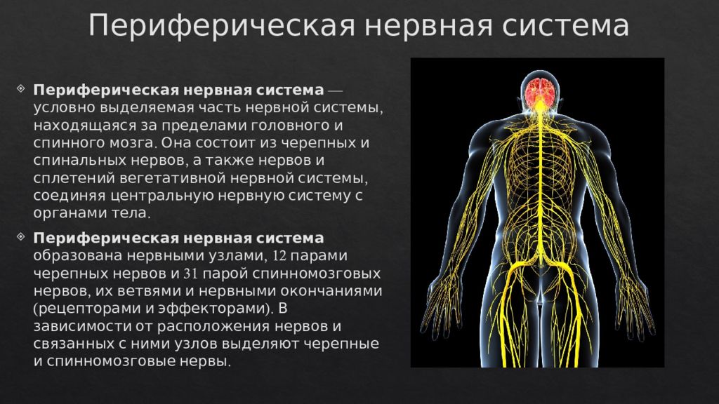 Строение периферической НС. Периферические спинномозговые нервы. Периферическая нервная система анатомия. Периферическая нервная система строение ветви спинномозговых нервов. Укажите название органа периферической нервной системы человека