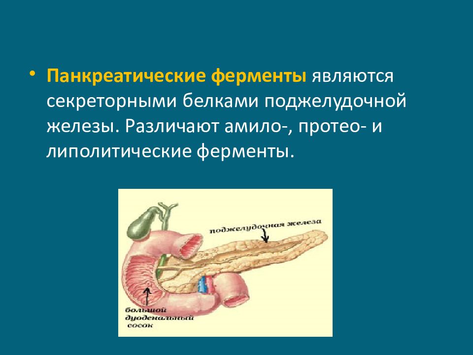 Панкреатические ферменты человека. Ферменты поджелудочной железы. Белок поджелудочной железы. Внешняя секреторная деятельность поджелудочной железы.