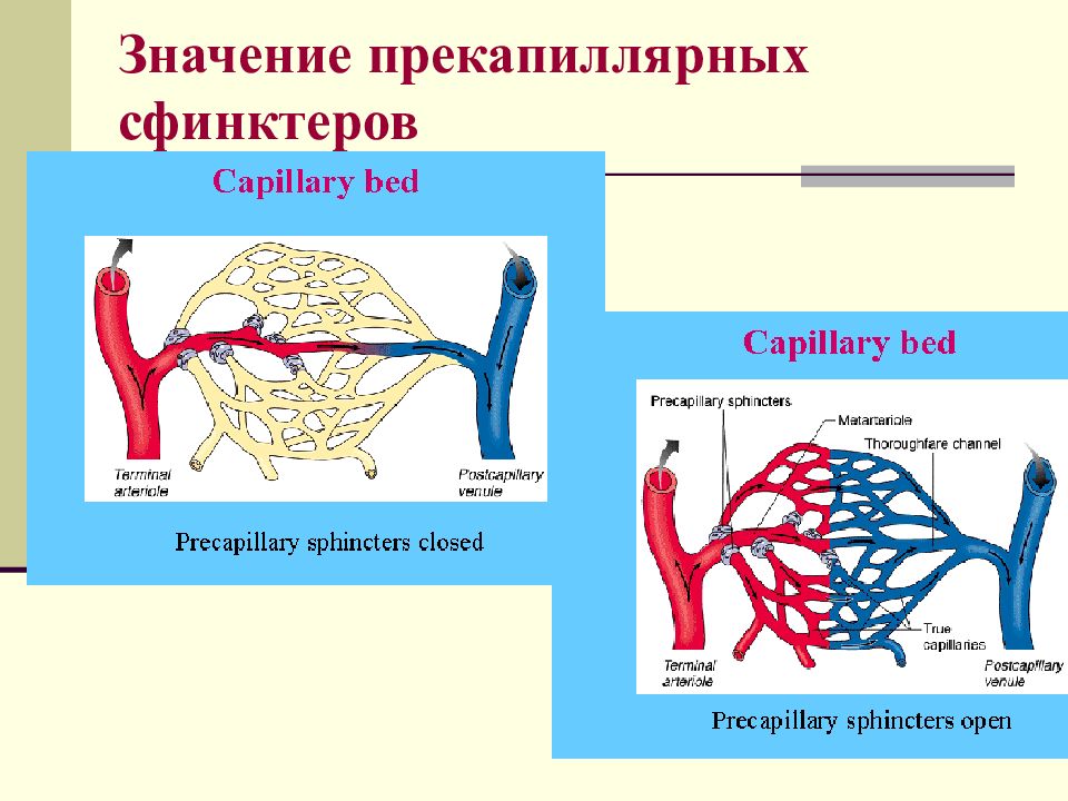 31 значение. Прекапиллярные сфинктеры. Капиллярные сфинктеры. Преклпимерные сфинктеры. Значение микроциркуляции.