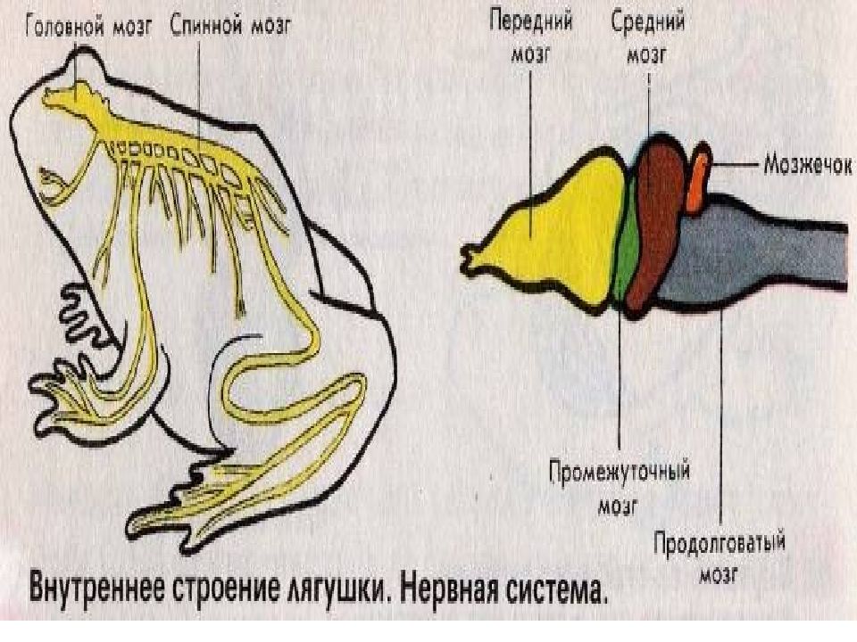 Нервная система лягушки рисунок