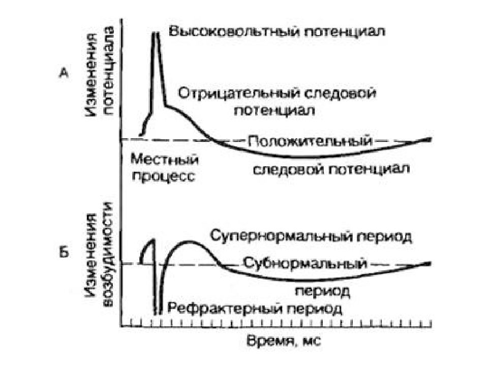 Процесс отрицательного. Фазы потенциала действия и фазы возбудимости. Соотношение фаз возбудимости с фазами потенциала. 17. Соотношение фаз возбудимости с фазами потенциала действия.. Соотношение фаз изменения возбудимости с фазами потенциала действия.