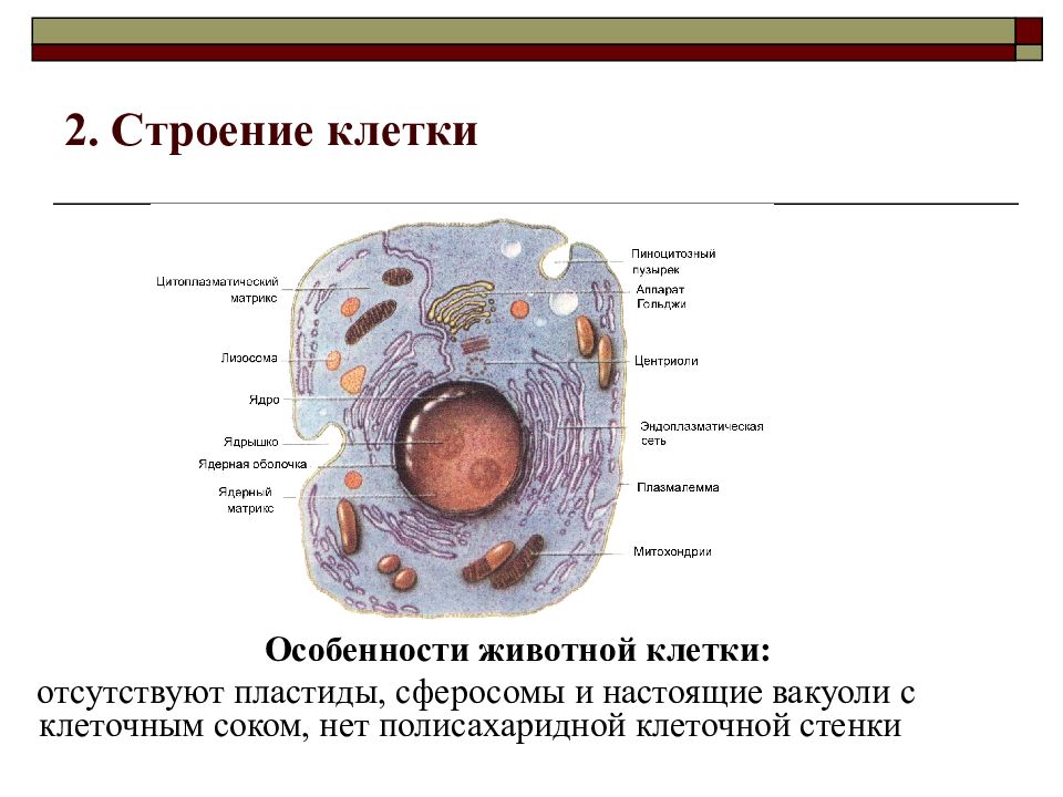 Клетки 4 5