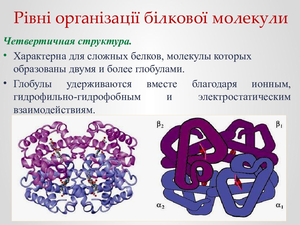 Особенности внутреннего строения белки. Глобула это структура белка. Строение глобулы белка. Белки химия четвертичная структура. Связи в четвертичной структуре структуре белка.