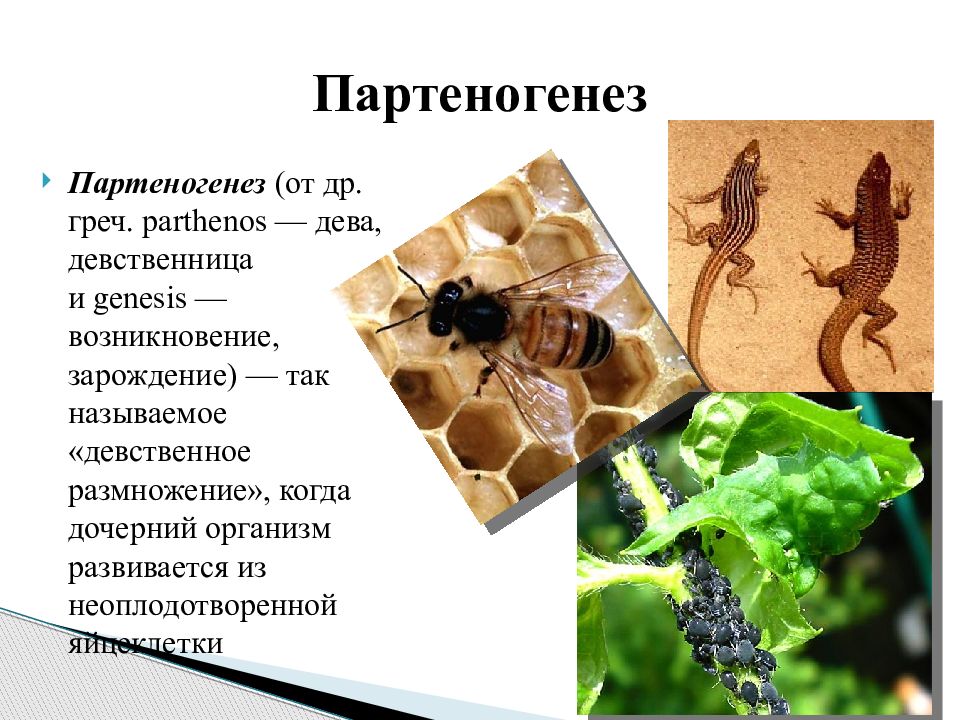 Дочерний организм. Коловратки партеногенез. Партеногенез форма размножения. Рудиментарный партеногенез. Партеногенез половое или бесполое.