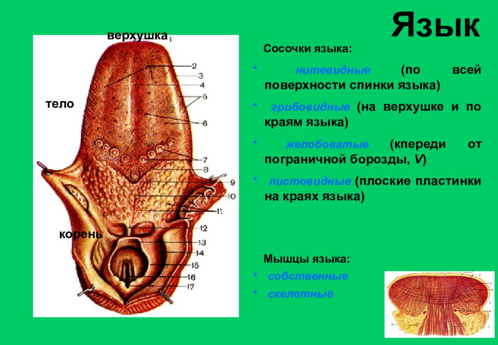 Языке выделяют части. Сосочки языка на латинском.