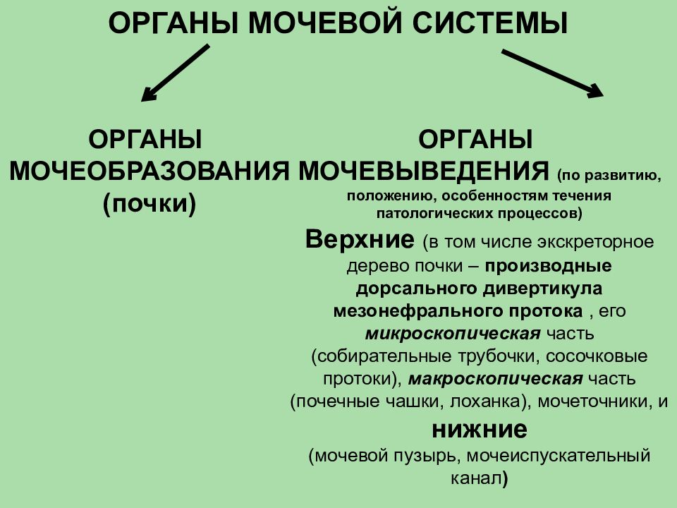 Анатомия мочевой системы презентация