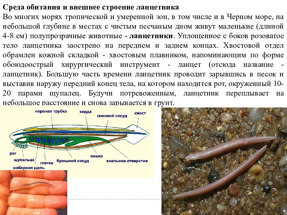 На каком рисунке изображен ланцетник. Размножение бесчерепных ланцетник. Среда обитания европейского ланцетника. Икринки ланцетника. Местообитание ланцетника.