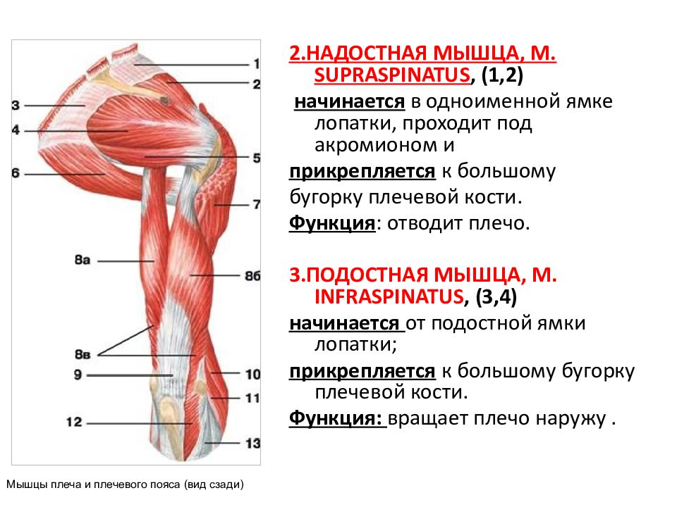 Мышцы верхних. Надостная мышца плеча фото. Как прокачать надостную мышцу плеча.