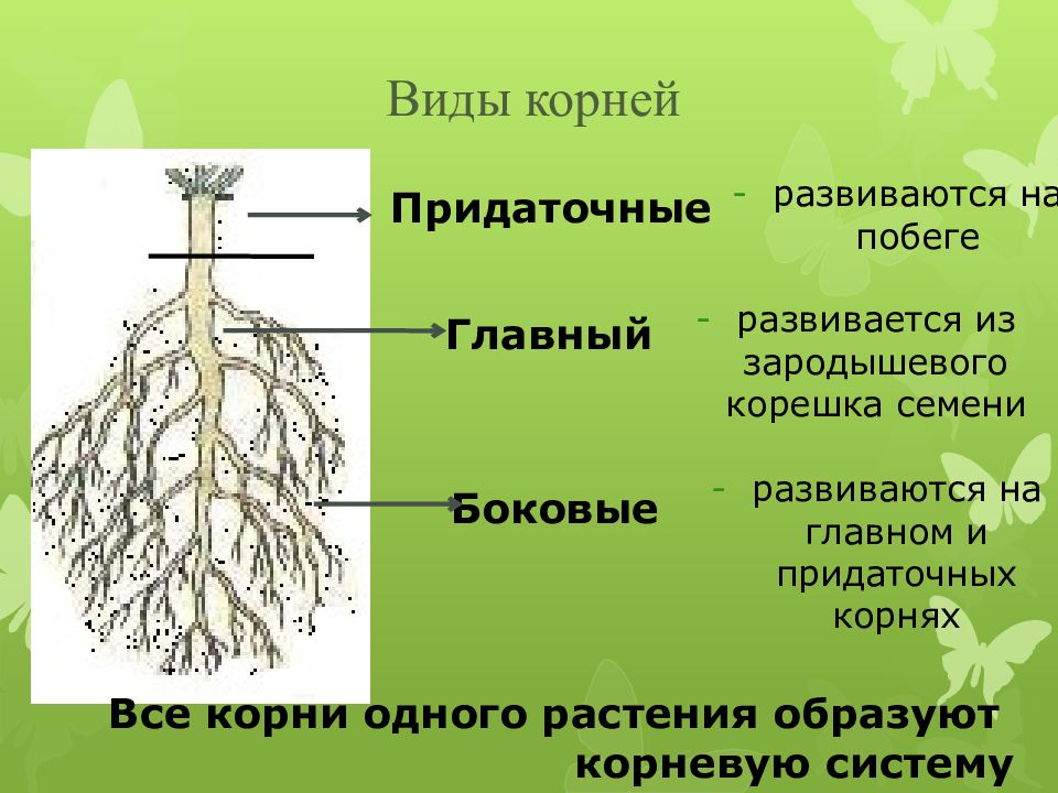 Каким номером на рисунке обозначен видоизмененный придаточный корень