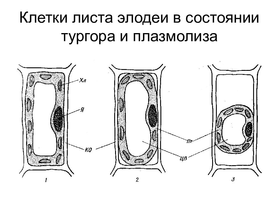 Как видно на рисунках 1 3 живое содержимое растительной клетки во время плазмолиза уменьшается в