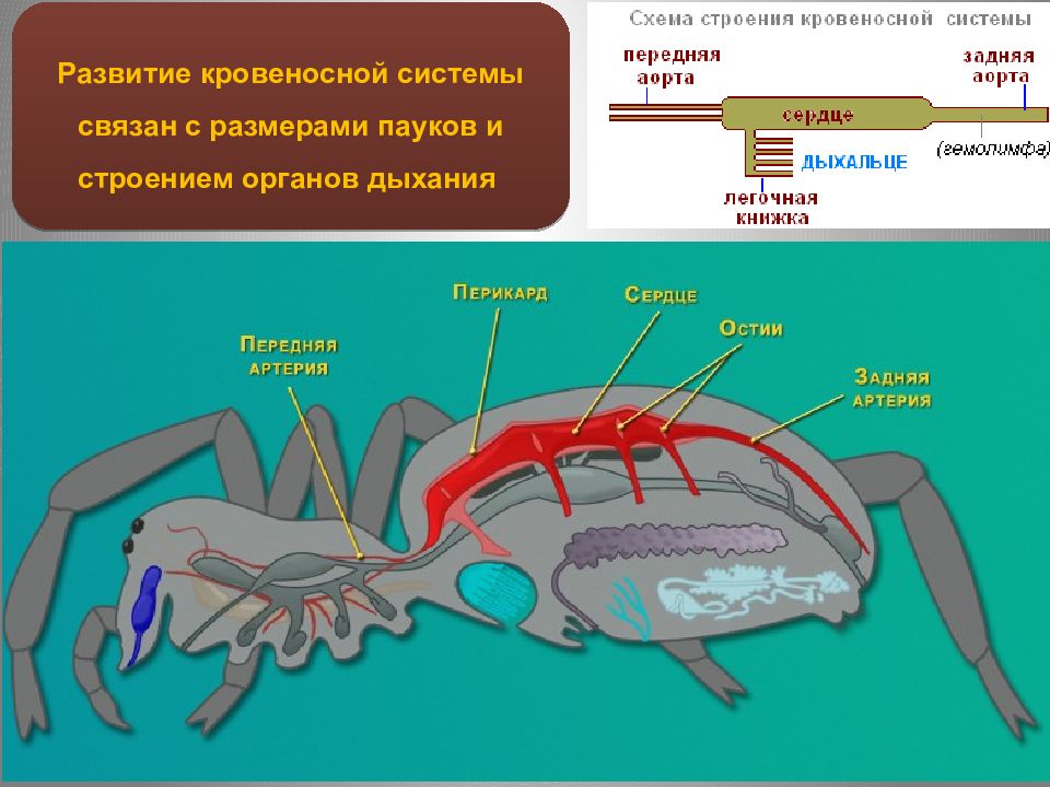 Кровеносная система членистоногих паук. Кровеносная система паука крестовика. Кровеносная система паукообразных имеет. Кровеносная система паукообразных имеет. Крвоеносаня система паук.
