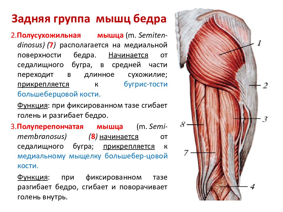 Мышцы нижней