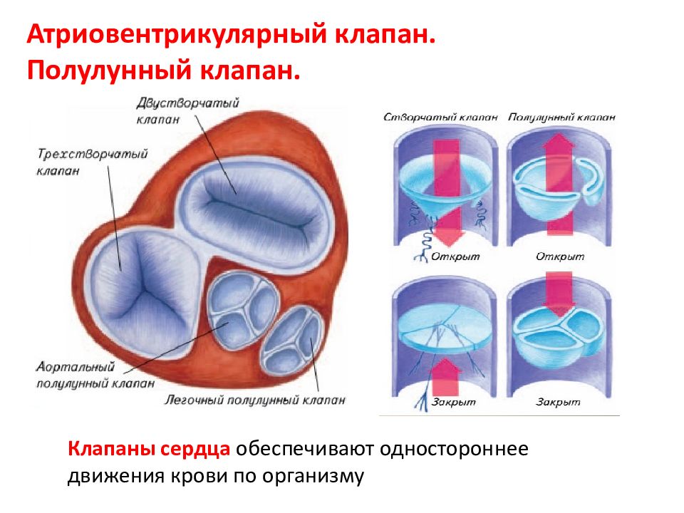 Какую функцию выполняет полулунный клапан