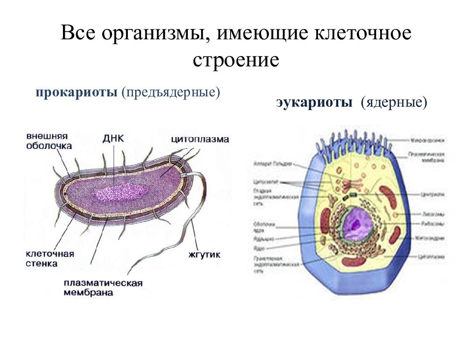 Строение имеет клетка. Типы организации клеток Прокариотическая клетка. Типы клеток Прокариотическая и эукариотическая клетка. Строение прокариотической и эукариотической клеток. Виды клеток Прокариотическая и эукариотическая.