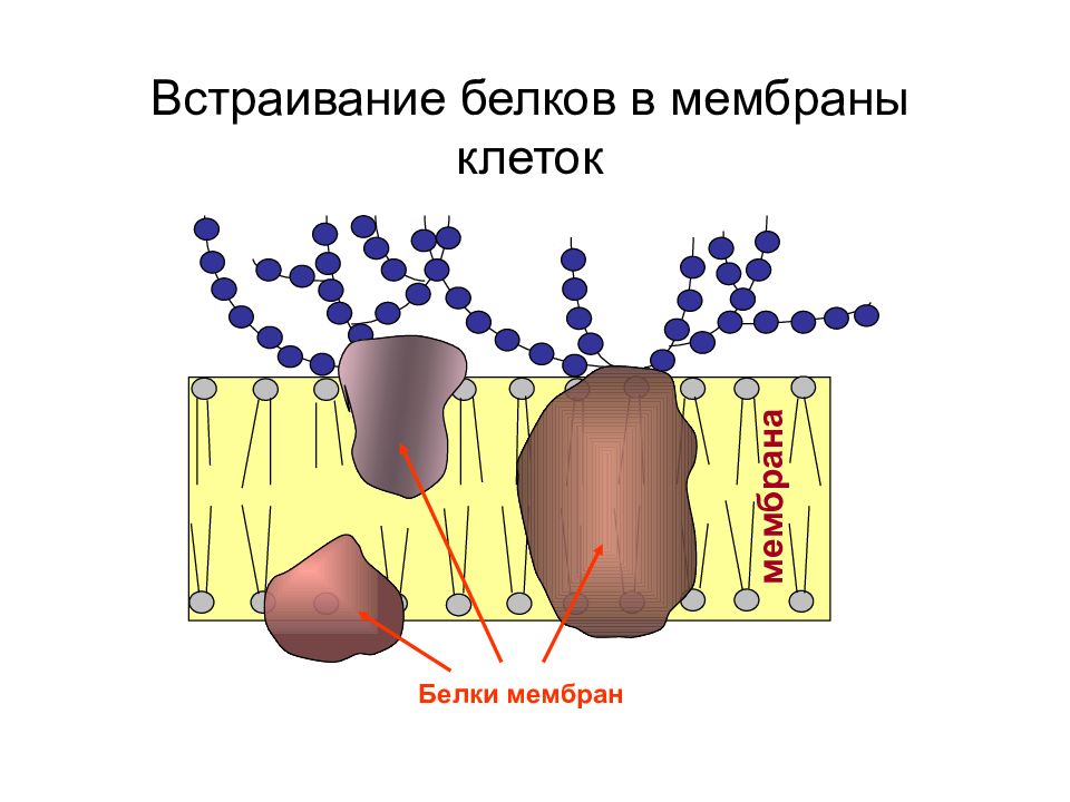 Белок в мембране. Белки клеточной мембраны. Мембранные белки в мембране. Белки мембраны клетки. Белки в составе мембран.