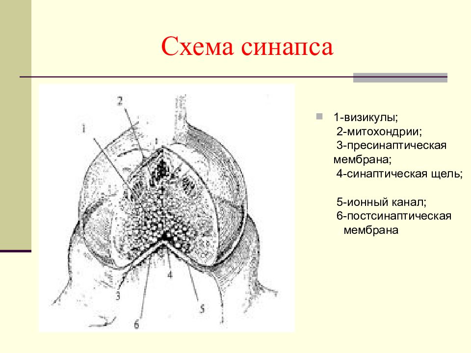 Анатомия цнс презентация