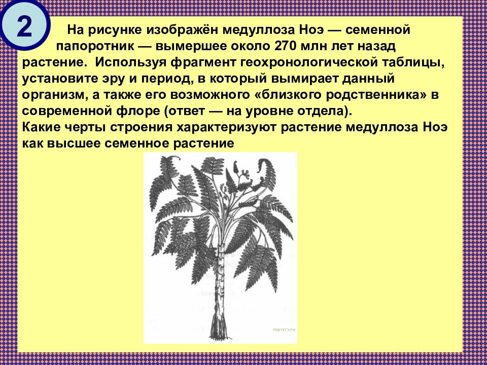 Семенные папоротники. Семенной папоротник – медуллоза. Медуллоза Ноэ. Семенные папоротники признаки. Вымирание древовидных папоротников Эра.