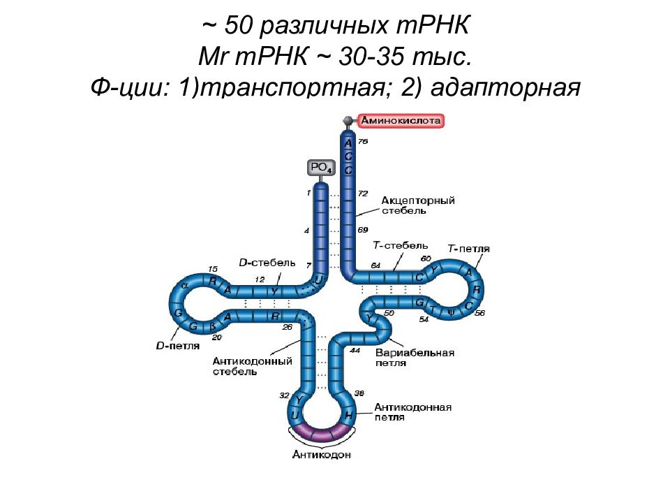 Т рнк это белок. РРНК И ТРНК. Строение транспортной РНК биохимия. Созревание ТРНК. Структура ТРНК биохимия.