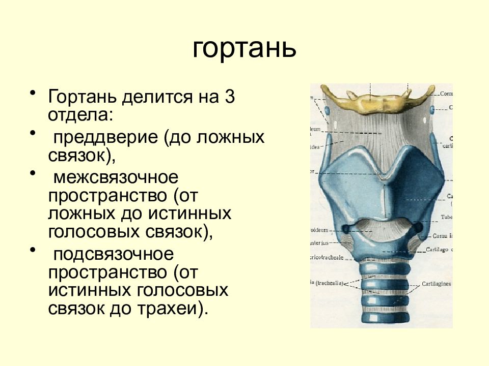 Ложные голосовые связки