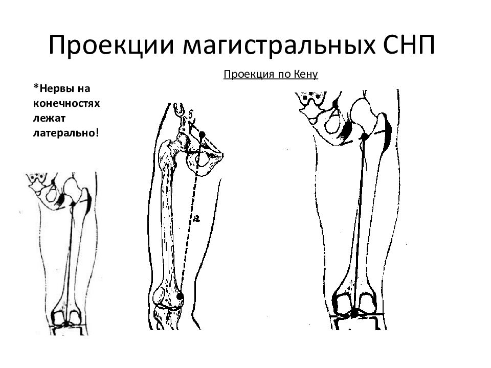 Нижняя проекция. Проекция бедренного нерва. Проекция седалищного нерва. Проекция локтевого нерва. Проекция бедренной артерии.