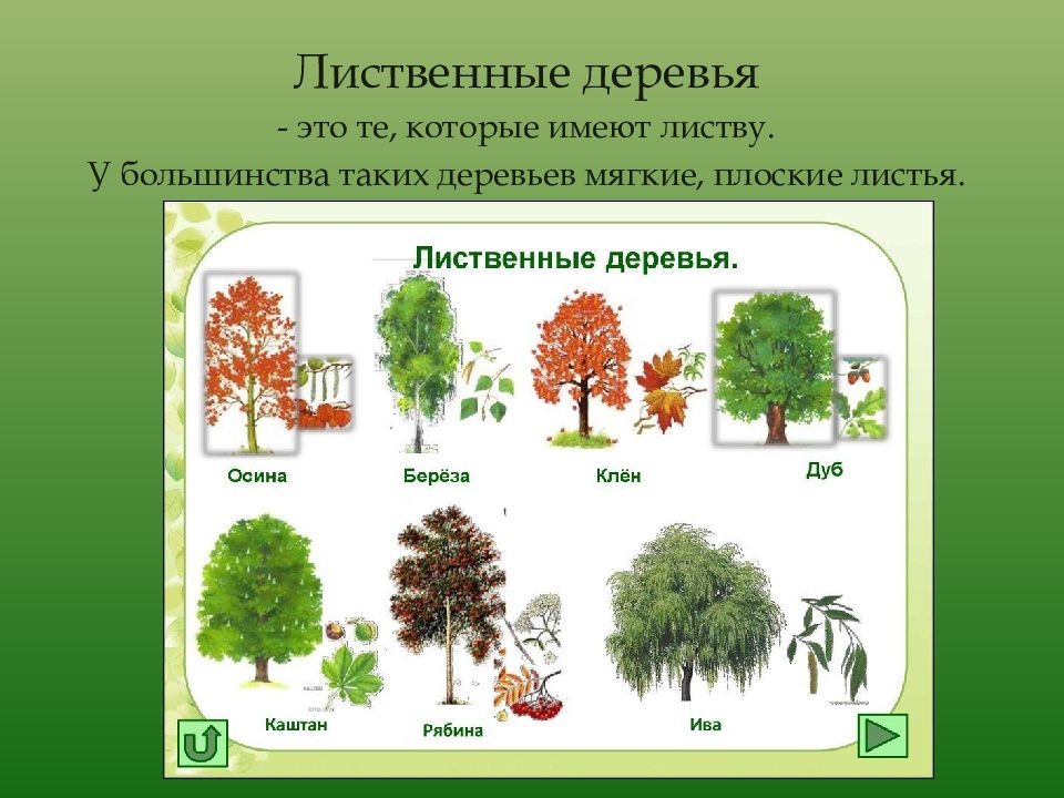 Клен группа растений. Деревья лиственного леса. Лиственные деревья названия. Лиственные деревья названия с картинками. Лиственное дерево рисунок.